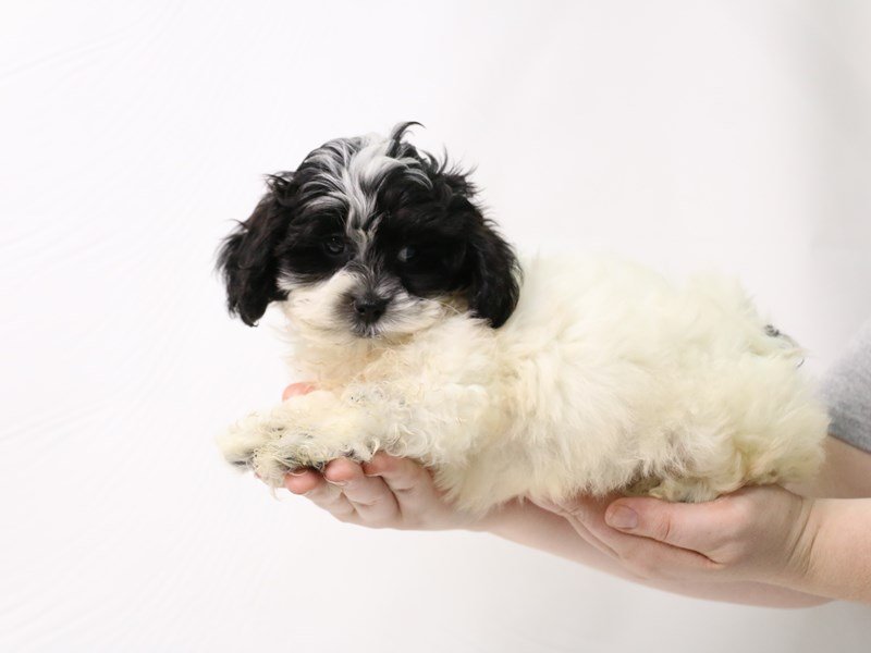 Shihpoo-Male-White / Black-3275745-My Next Puppy