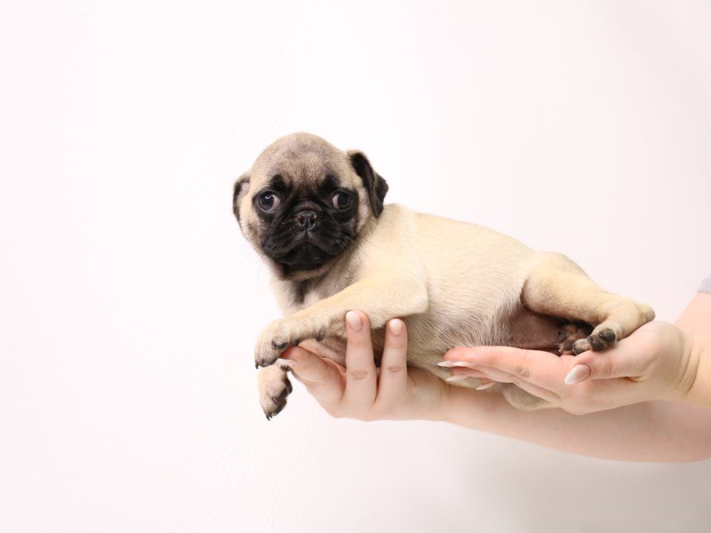 Pug-Female-Fawn-3296151-My Next Puppy