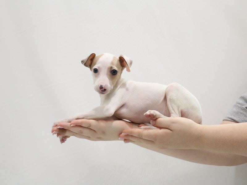 Italian Greyhound-Female-White / Blue Fawn-3305845-My Next Puppy