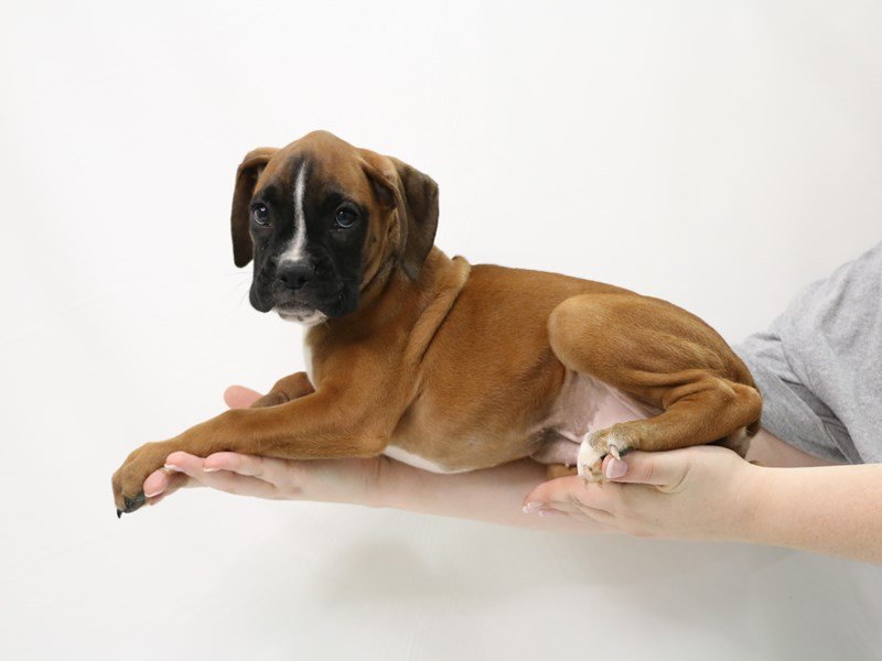 Boxer-Female-Fawn-3305836-My Next Puppy