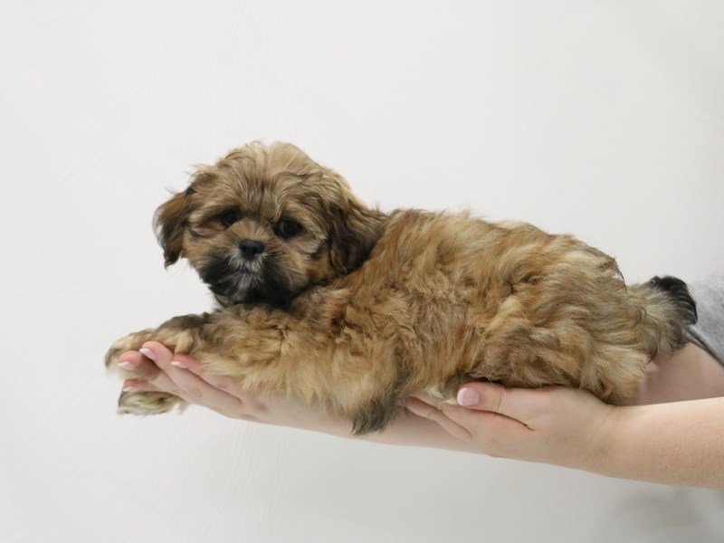 Lhasa Apso-Male-Golden-3305860-My Next Puppy