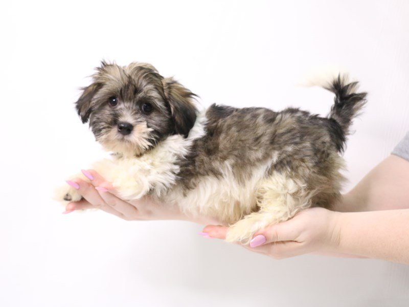 Havanese-Male-Gold Sable-3331849-My Next Puppy