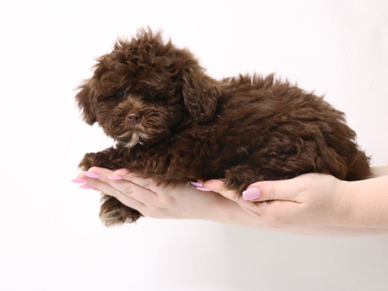 Shihpoo-Male-Chocolate-3331860-My Next Puppy