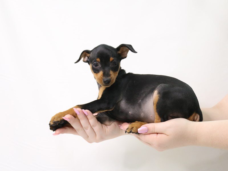 Miniature Pinscher-Female-Black / Rust-3340348-My Next Puppy