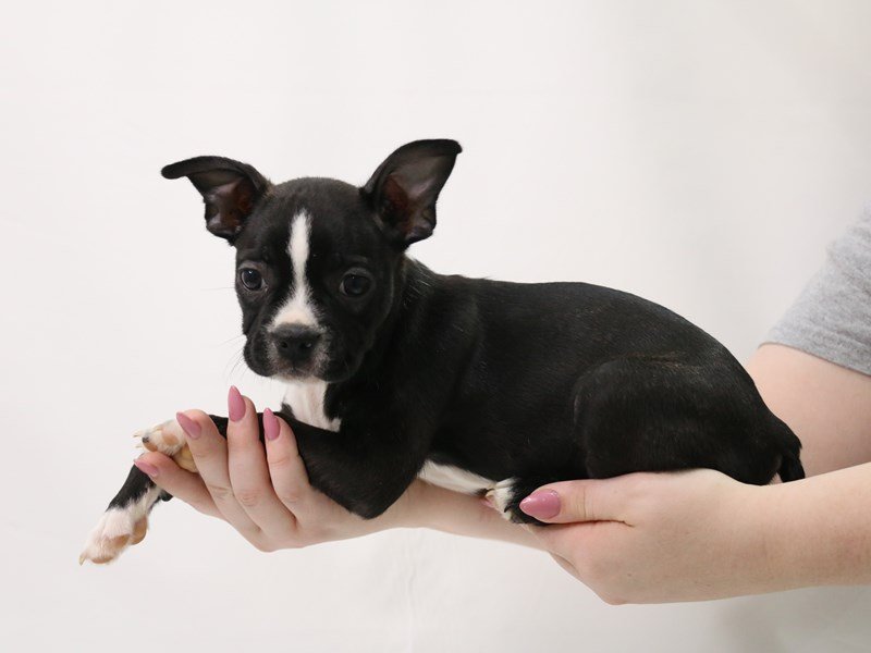 Boston Terrier-DOG-Female-Black Brindle / White-3349715-My Next Puppy
