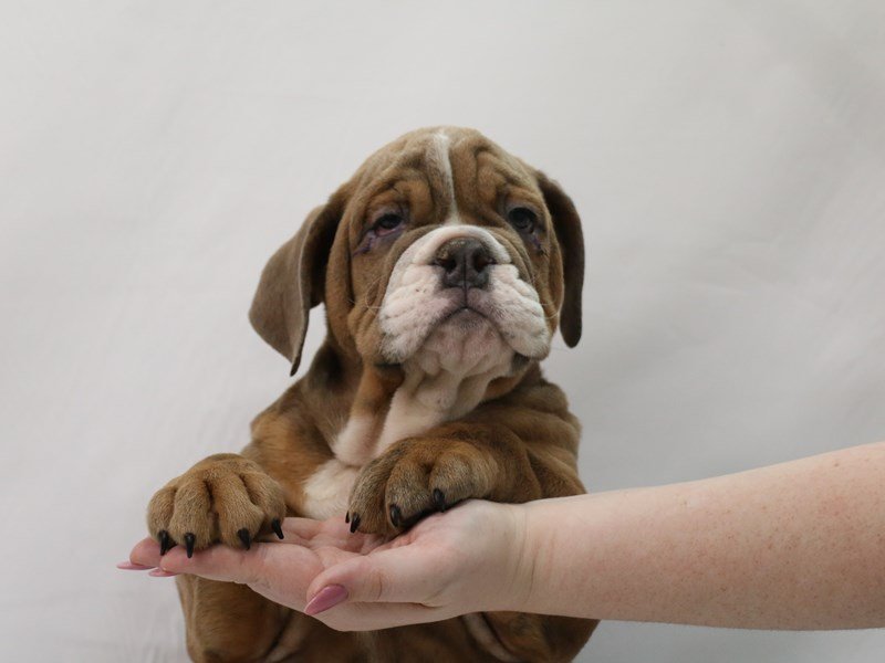 Bulldog-Male-Red Brindle-3349713-My Next Puppy