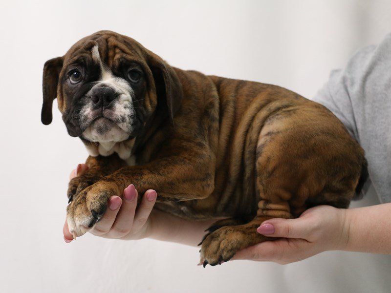 Bulldog-Female-Red Brindle-3349709-My Next Puppy