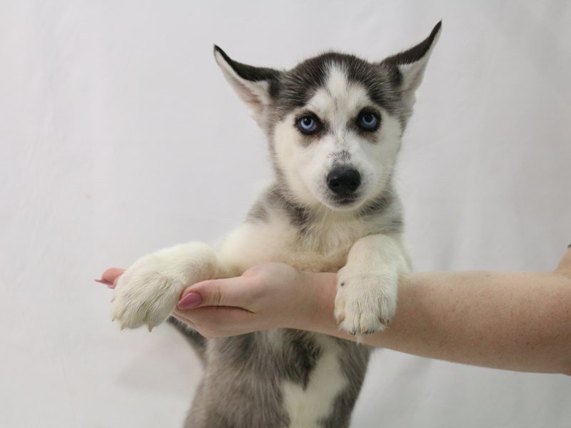 Siberian Husky-Female-Gray / White-3349833-My Next Puppy