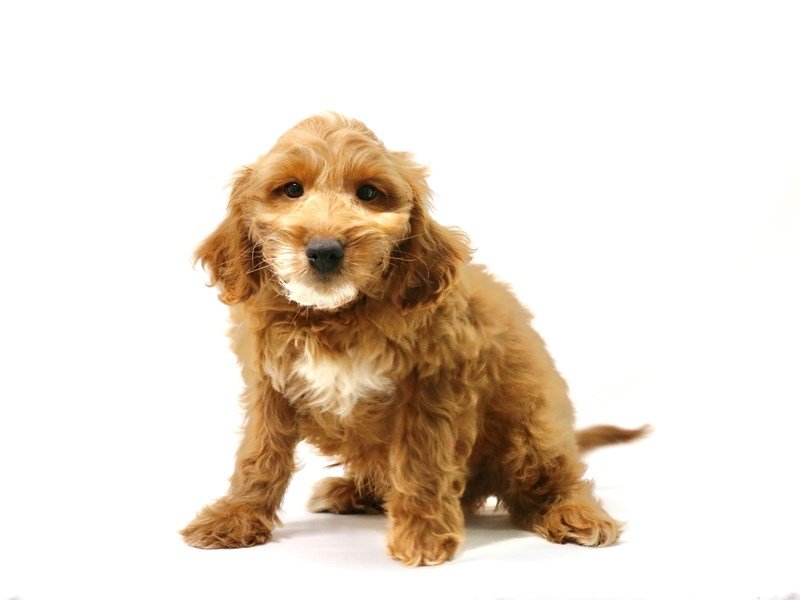 Goldendoodle Mini 2nd Gen-Male-Red-3358477-My Next Puppy