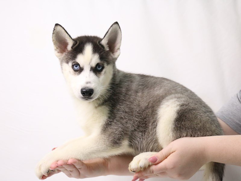 Siberian Husky-Male-Black / White-3370805-My Next Puppy