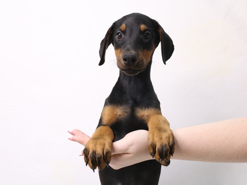 Doberman Pinscher-Female-Black / Rust-3370806-My Next Puppy