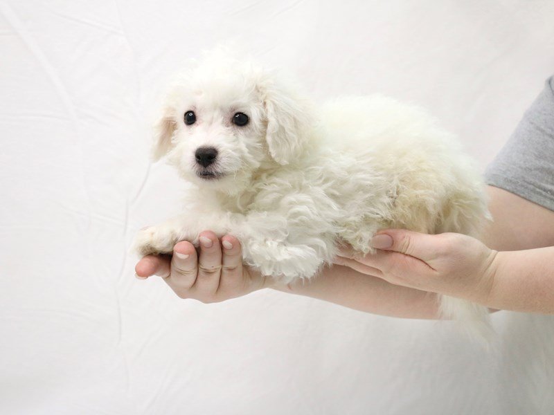 Bichon Frise-Male-White-3376573-My Next Puppy