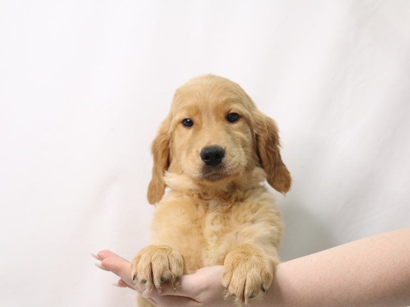 Golden Retriever-Male-Golden-3376585-My Next Puppy