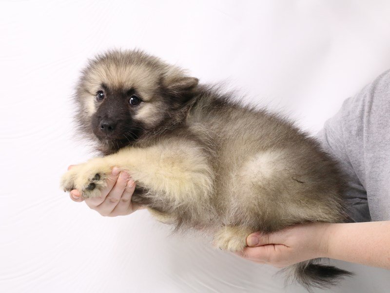 Keeshond-Female-Silver Sable-3275727-My Next Puppy