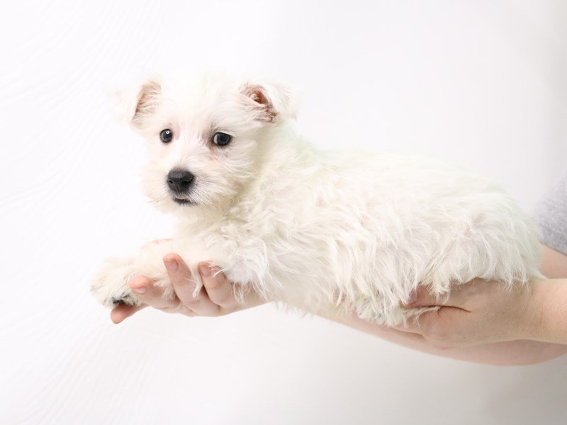 West Highland White Terrier-Male-White-3276459-My Next Puppy