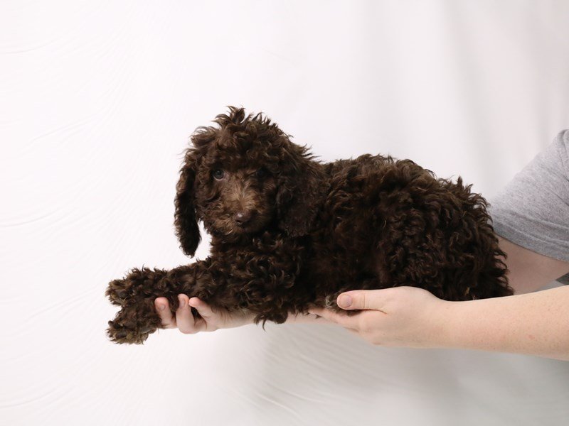 Standard Poodle-Male-Chocolate-3275744-My Next Puppy
