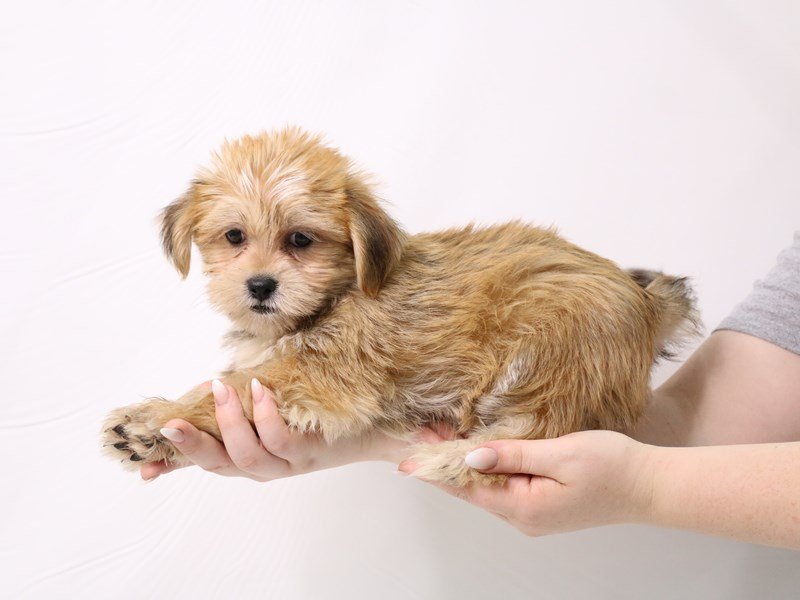 Shorkie-Male-Red-3285612-My Next Puppy