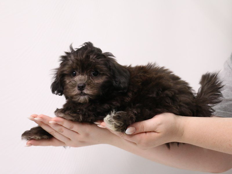 Shihpoo-Male-Black / Silver-3296149-My Next Puppy