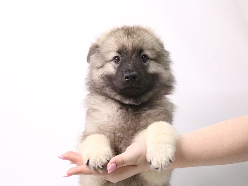 Keeshond-Male-Silver / Black-3331881-My Next Puppy