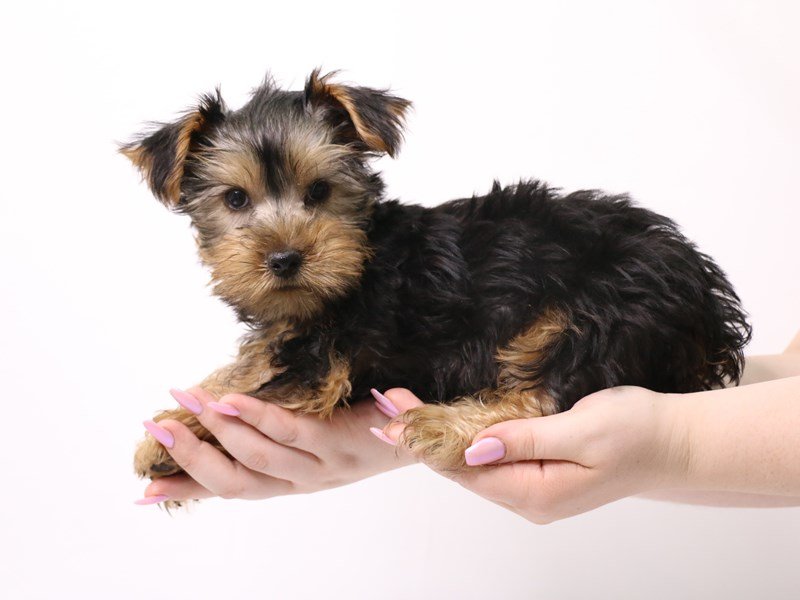 Yorkshire Terrier-Male-Black / Tan-3331875-My Next Puppy