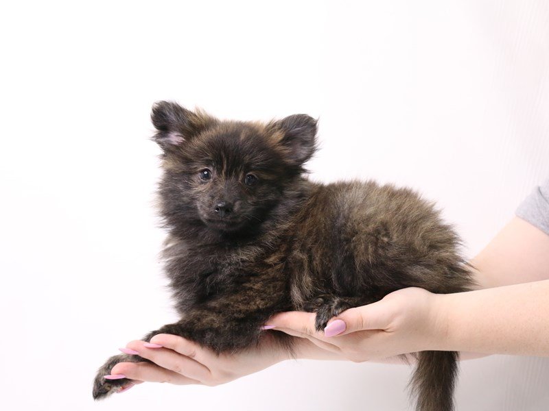 Pomeranian-Male-Brindle-3331857-My Next Puppy