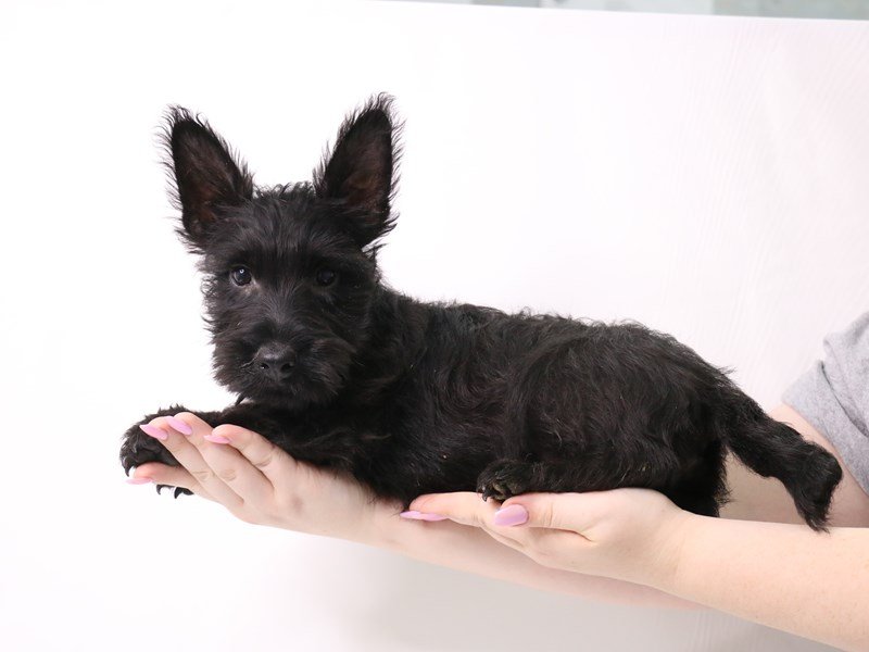Scottish Terrier-Male-Black-3331840-My Next Puppy