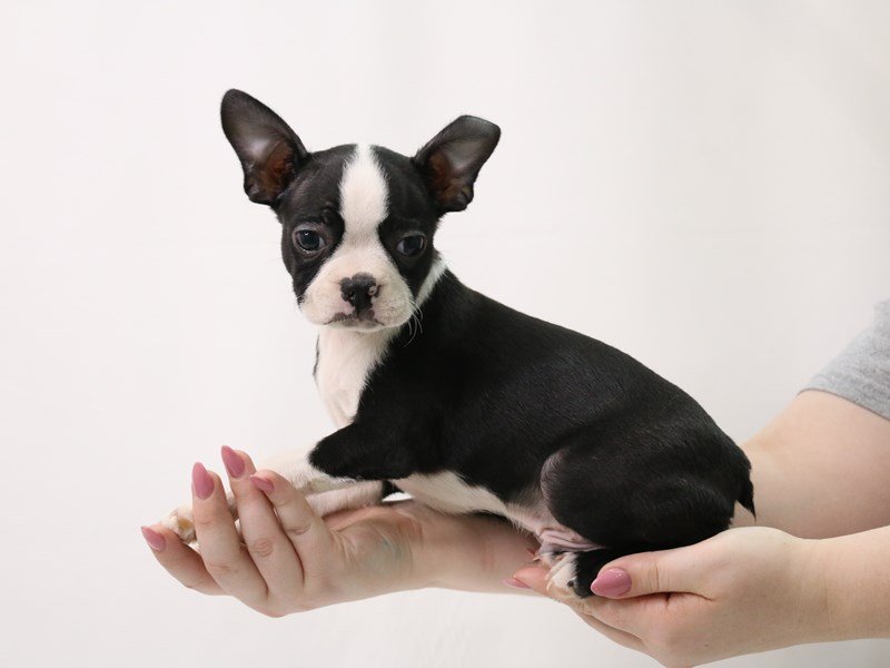 Boston Terrier-Male-Black Brindle / White-3349716-My Next Puppy