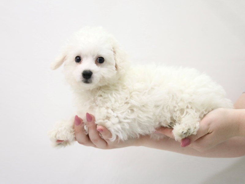 Bichon Frise-Female-White-3349714-My Next Puppy