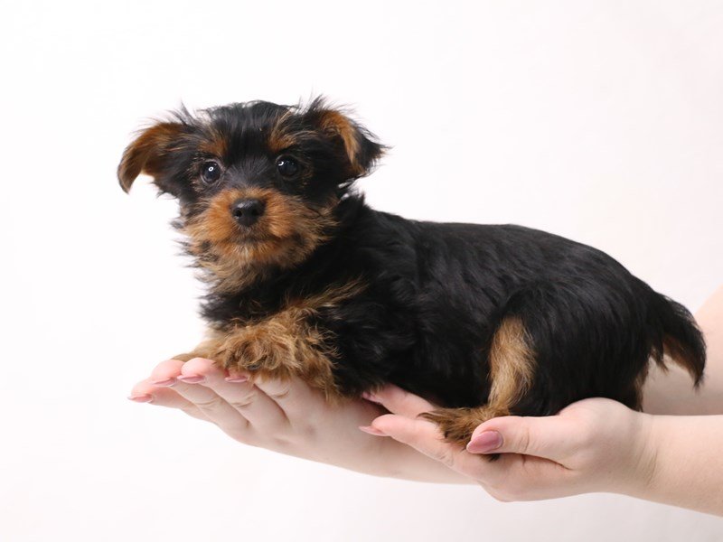 Yorkshire Terrier-Male-Black / Tan-3370807-My Next Puppy