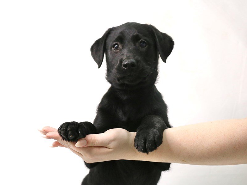 Labrador Retriever-Male-Black-3376582-My Next Puppy