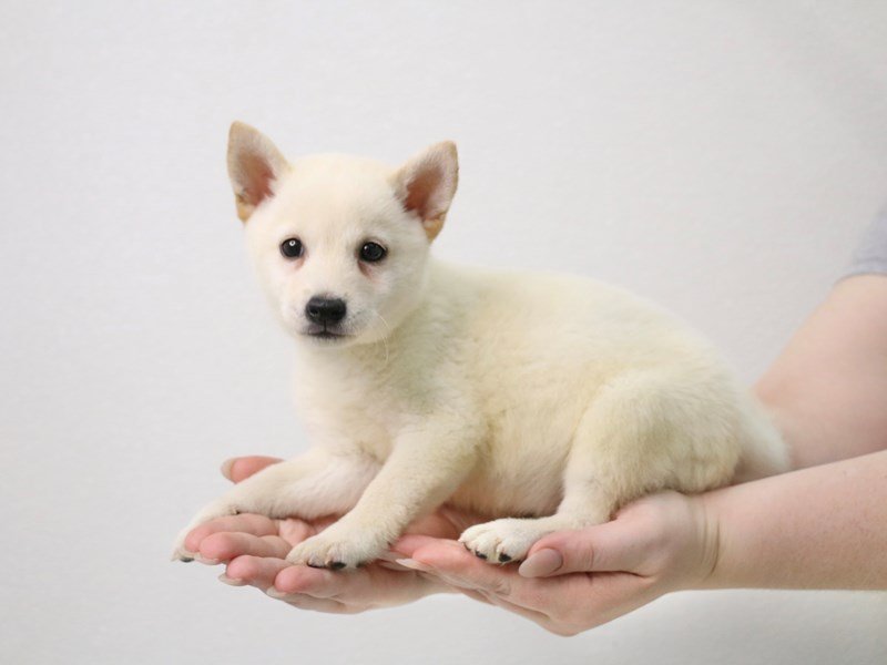 Shiba Inu-Male-Cream-3386211-My Next Puppy