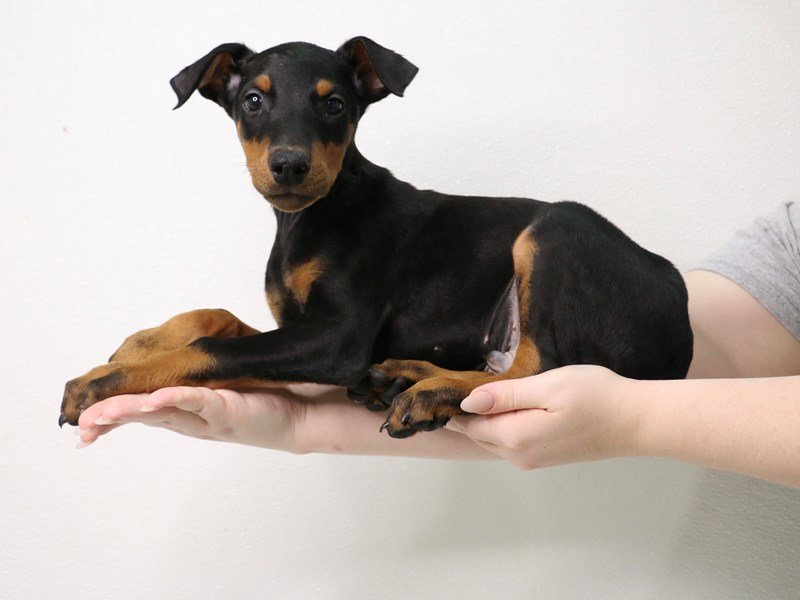 Doberman Pinscher-DOG-Male-Black / Rust-3386214-My Next Puppy