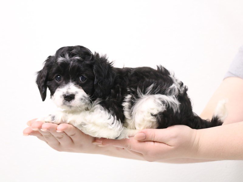 Cavapoo-DOG-Male-Black / White-3396046-My Next Puppy