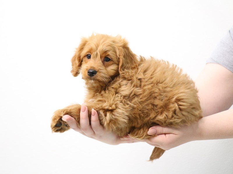 Goldendoodle Mini-Male-Red-3396048-My Next Puppy