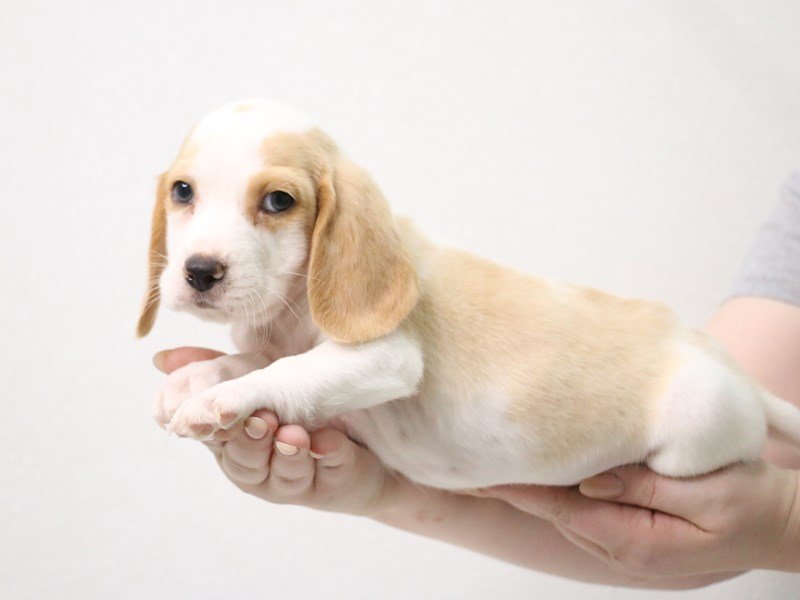 Beagle-Male-Lemon / White-3403869-My Next Puppy