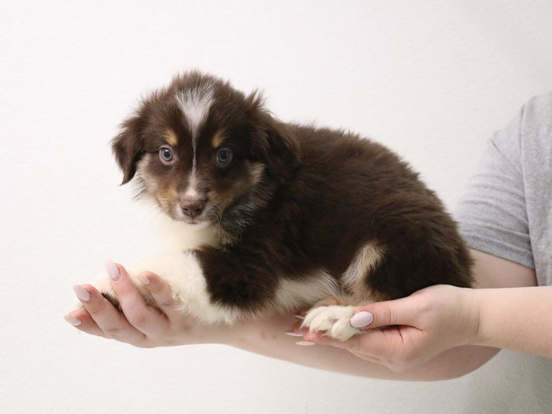 Miniature Australian Shepherd-DOG-Male-Red / Tan-3413619-My Next Puppy