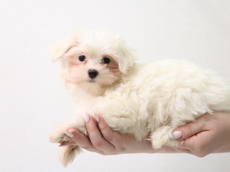 Maltese-Male-White-3413610-My Next Puppy