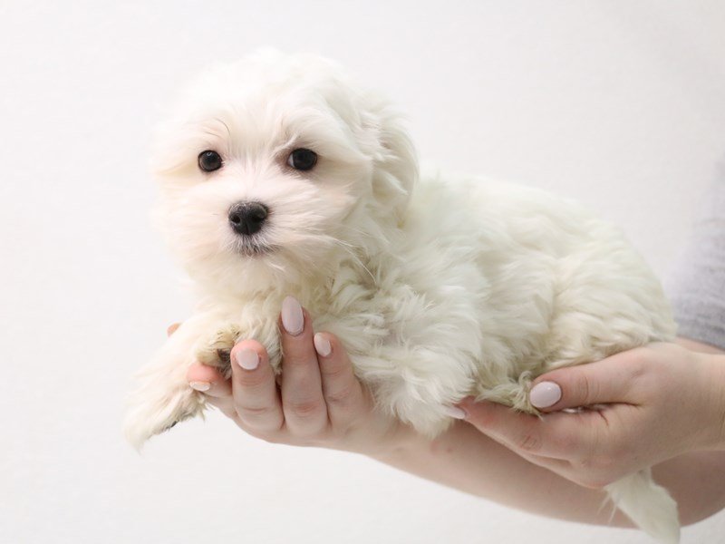 Maltese-Male-White-3413613-My Next Puppy