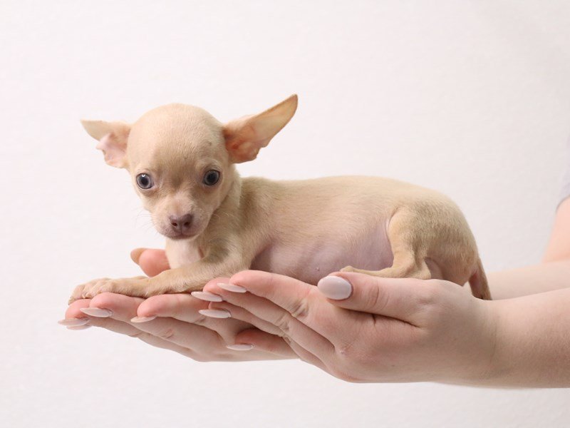 Chihuahua-Male-Blue Fawn-3413645-My Next Puppy