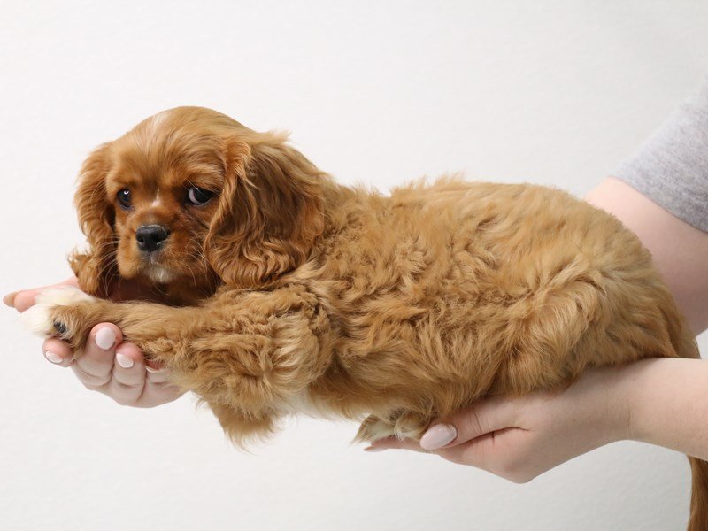 Cavalier King Charles Spaniel-Male-Ruby-3413651-My Next Puppy