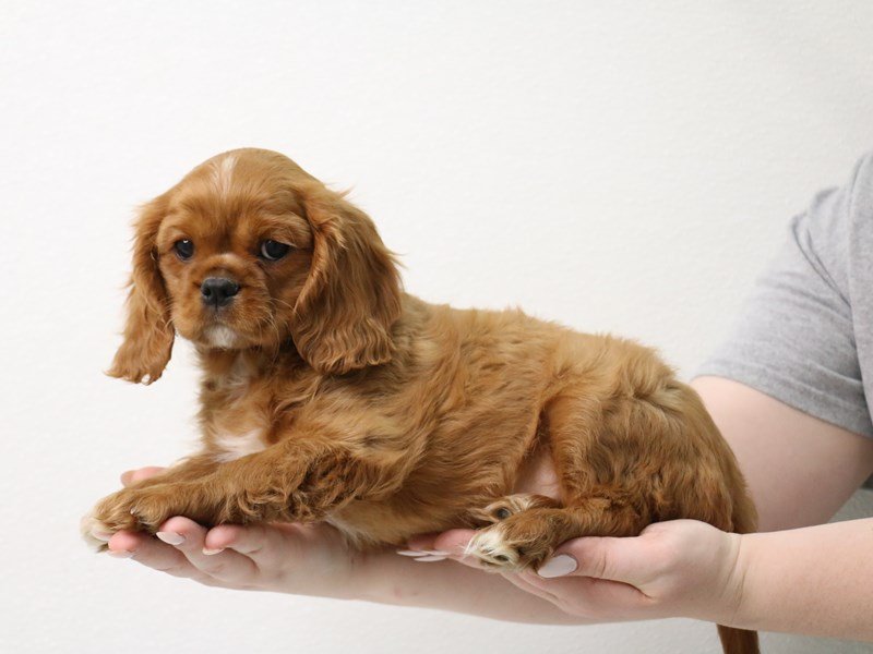 Cavalier King Charles Spaniel-Male-Ruby-3413648-My Next Puppy