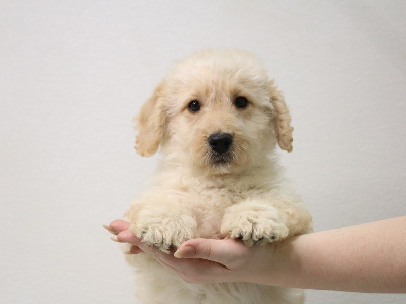 2nd Generation Mini Labradoodle-Male-Light Golden-3423109-My Next Puppy