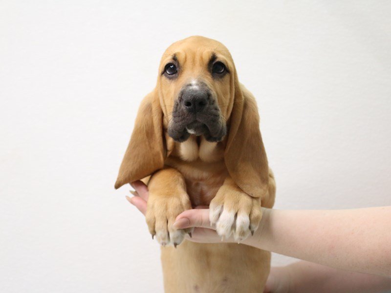 Bloodhound-Female-Red-3423112-My Next Puppy