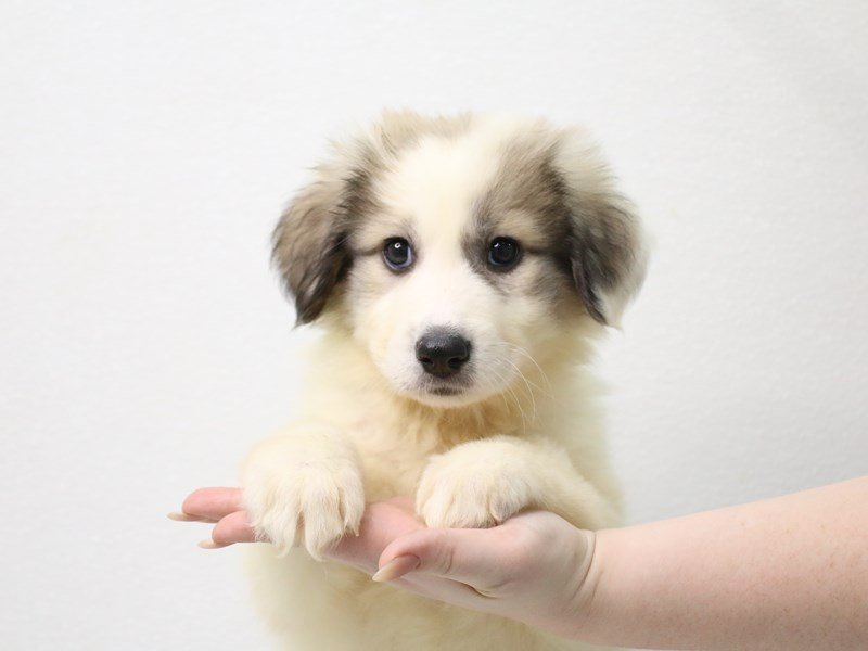 Great Pyrenees-Female-White-3423116-My Next Puppy