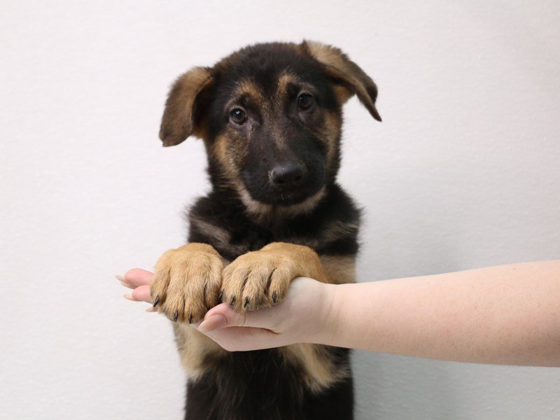 German Shepherd Dog-Female-Black / Tan-3412874-My Next Puppy
