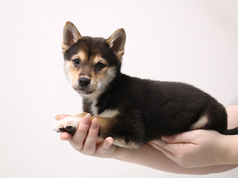 Shiba Inu-Male-Black White / Tan-3423395-My Next Puppy