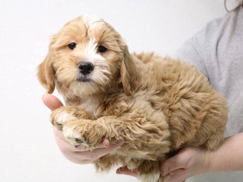 2nd Generation Mini Labradoodle-Female-Golden-3433780-My Next Puppy