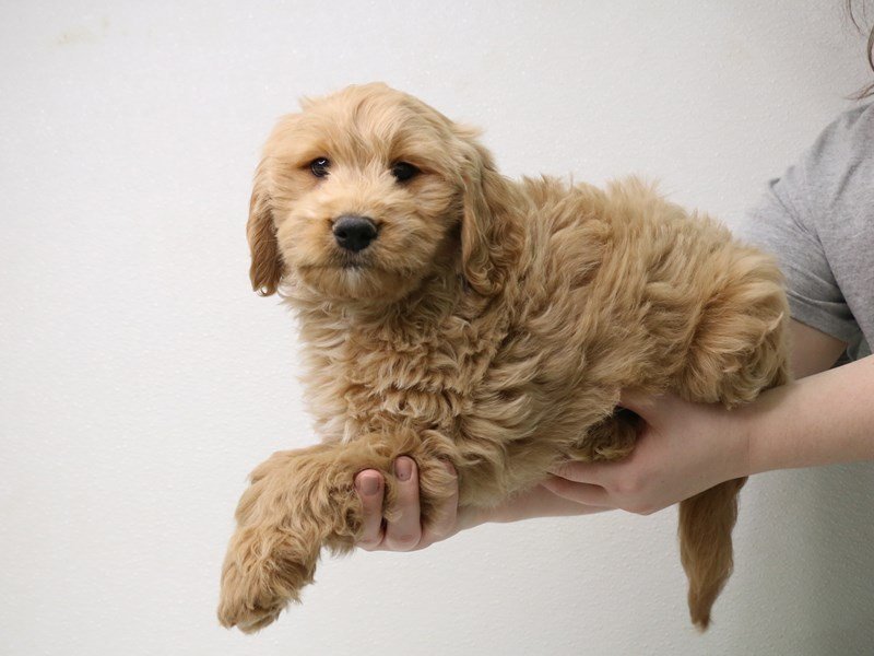 2nd Generation Mini Labradoodle-Male-Golden-3433783-My Next Puppy