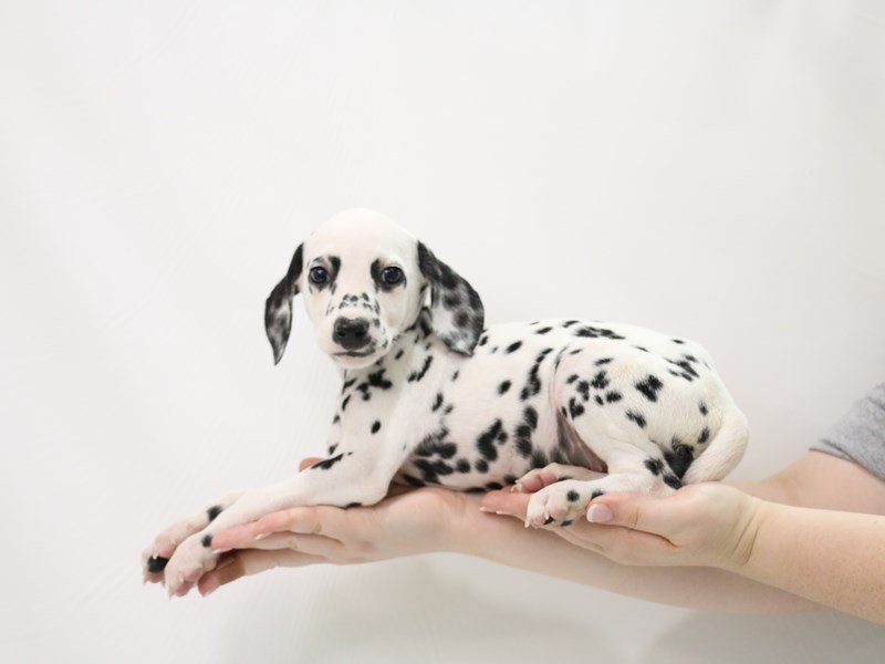 Dalmatian-Male-White-3305867-My Next Puppy