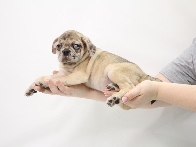 Puggle-Female-Fawn-3305856-My Next Puppy